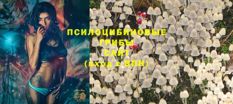 Галлюциногенные грибы Cubensis  Сосновка 